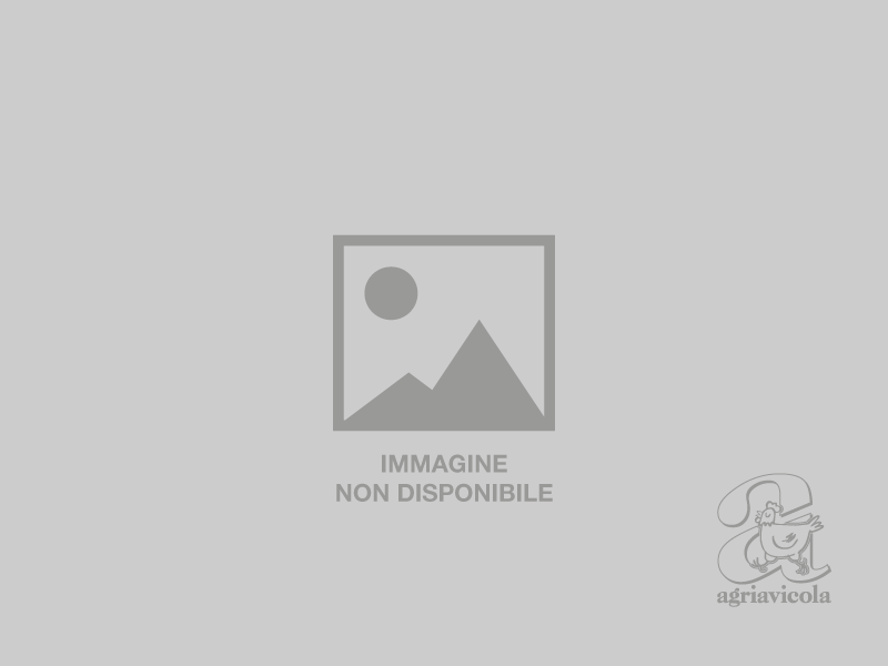 OVAIOLINE BIANCHE LIVORNESI